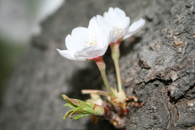20080406_7.jpg