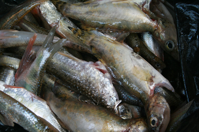 20110806_09.jpg